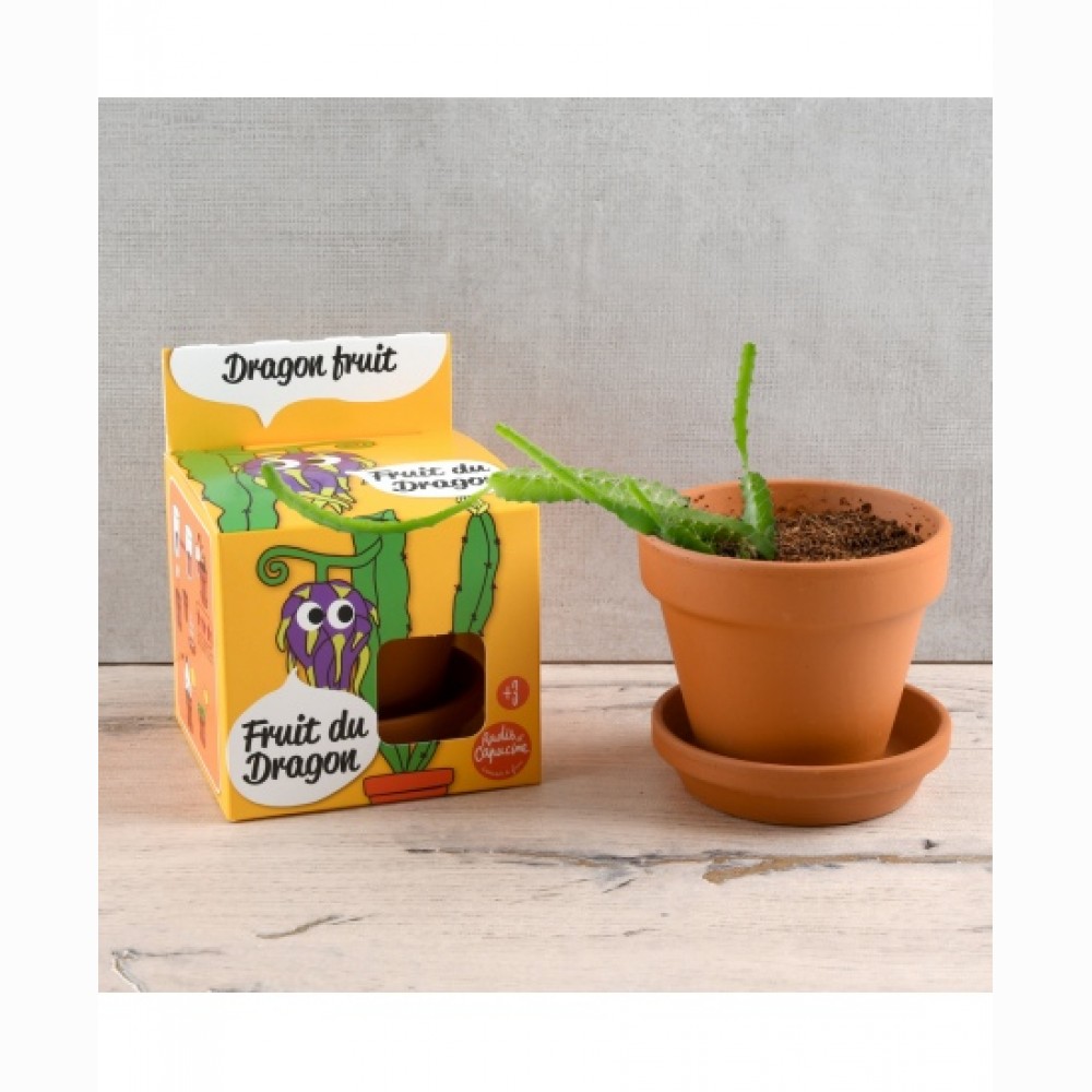 Auginimo rinkinys vaikams RADIS et CAPUCINE Drakono vaisius