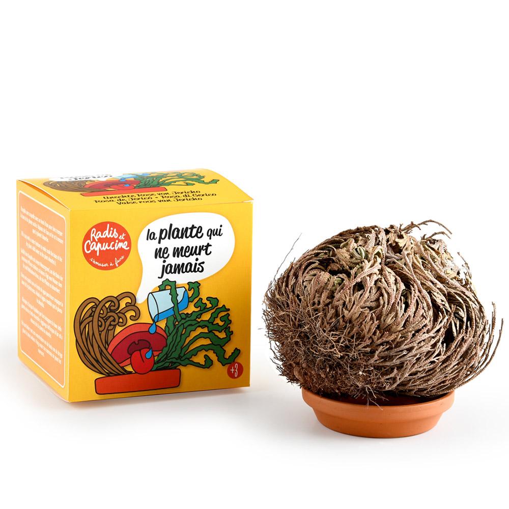 Jericho rožės auginimo rinkinys RADIS et CAPUCINE Amžinas augalas, 11 cm