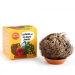 Jericho rožės auginimo rinkinys RADIS et CAPUCINE Amžinas augalas, 11 cm