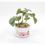 Augantis linkėjimas Mamai (didelė)