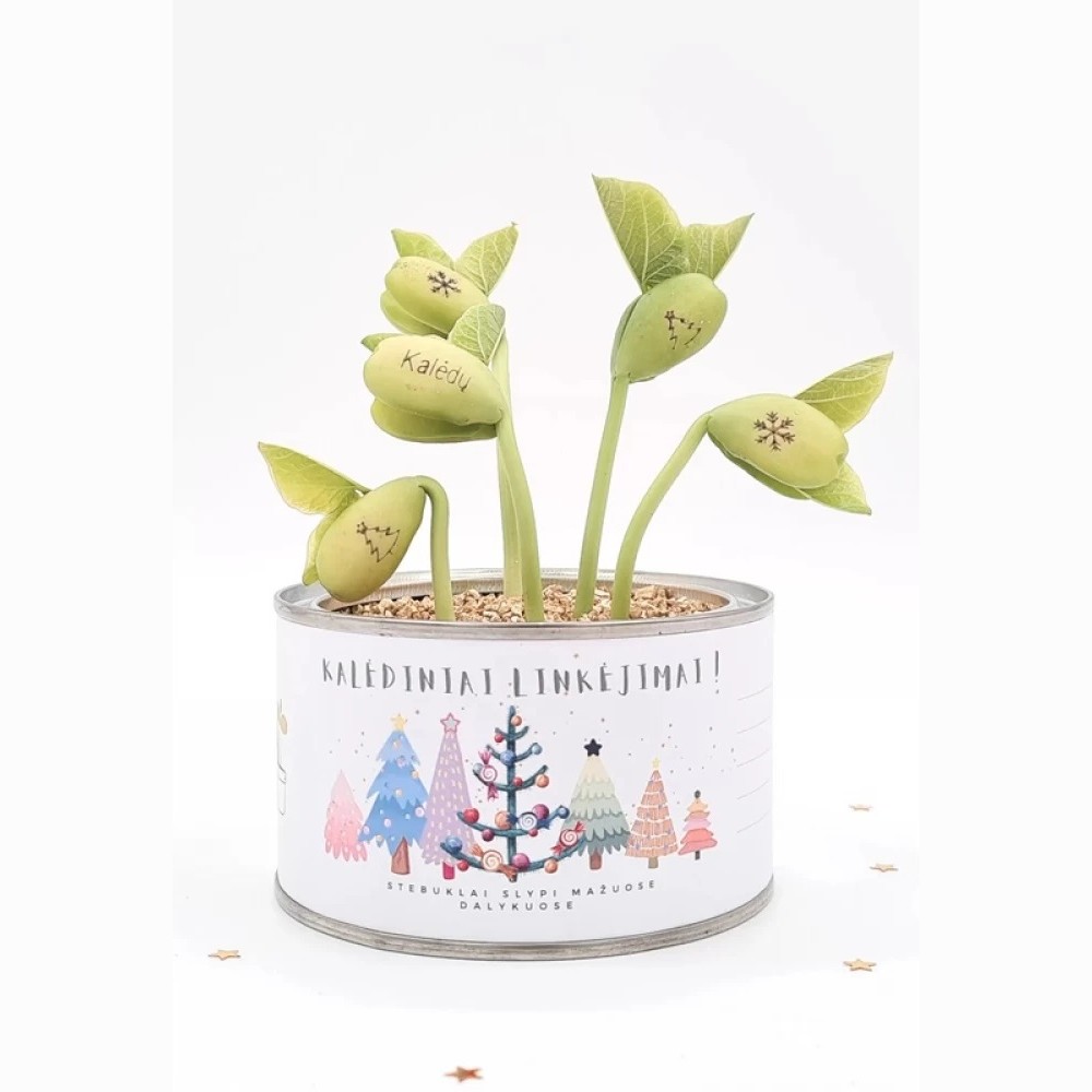 BALTOS KALĖDOS (maža) Augantys linkėjimai