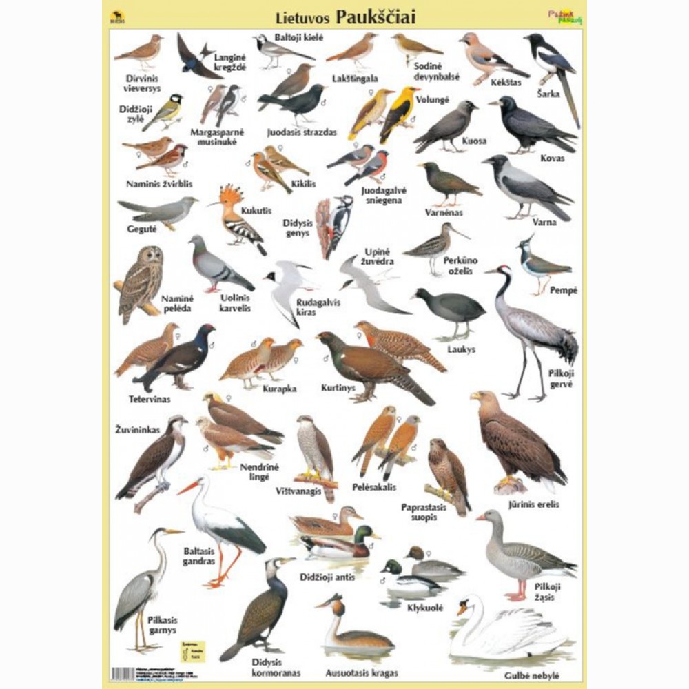 Plakatas Lietuvos paukščiai 70x100cm, laminuotas 