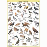 Plakatas Lietuvos paukščiai 70x100cm, laminuotas 