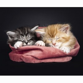 Kal. 2025 trijų dalių Premium /4 rūšys/