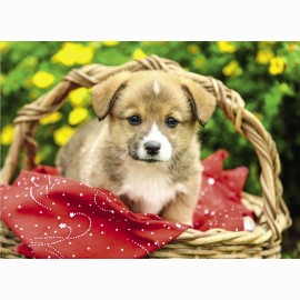 Kal. 2025 trijų dalių Premium /4 rūšys/