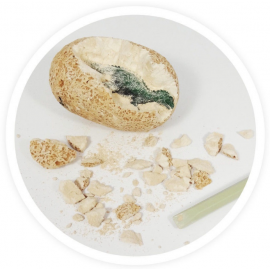 Rinkinys tyr.  Iškask dino kiaušinis  /D60/BF