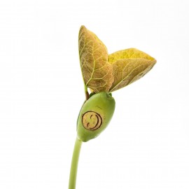 Augantis linkėjimas Stebuklinga pupa (maža)