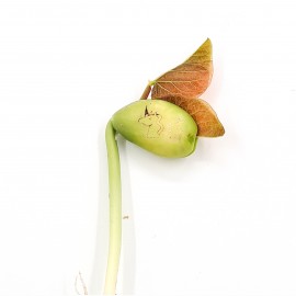 Augantis dovana Vienaragis (maža)