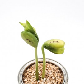 Augantis linkėjimas Laimės (kraft, maža)