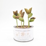 Linkėjimų dėžutė Plukė (didelė)