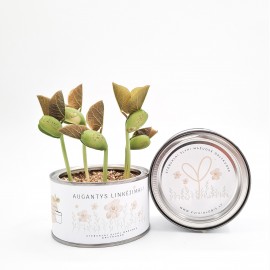 Linkėjimų dėžutė Plukė (didelė)