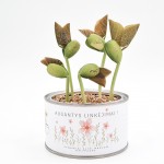 Linkėjimų dėžutė Aguona (didelė)