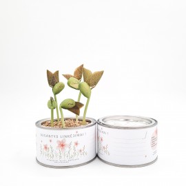 Linkėjimų dėžutė Aguona (didelė)