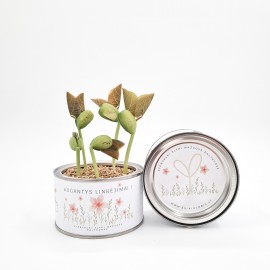 Linkėjimų dėžutė Aguona (didelė)